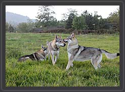 Allevamento amatoriale cane lupo Cecoslovacco